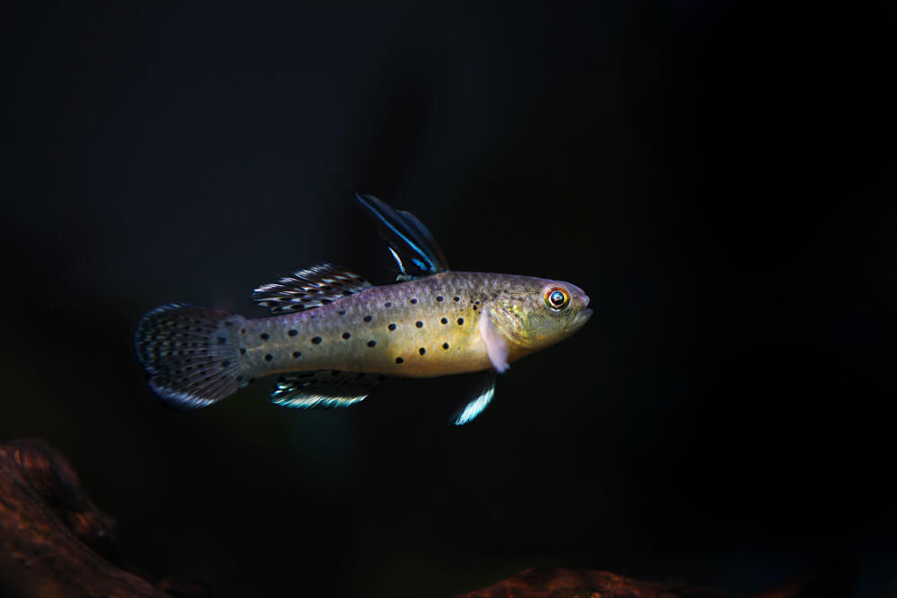 Schismatogobius sadanundio