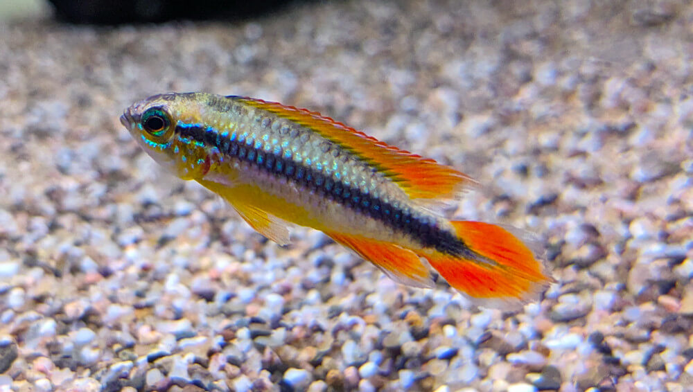 Apistogramma agassizi gold red