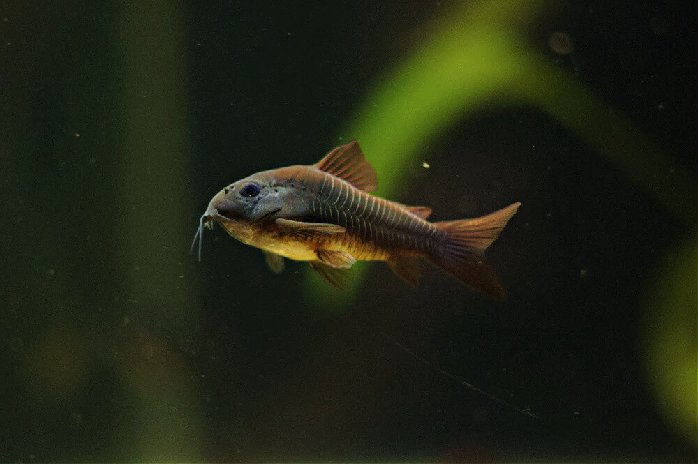 Corydoras aeneus