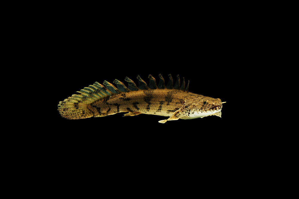 polypterus senegalus bichir du Sénégal