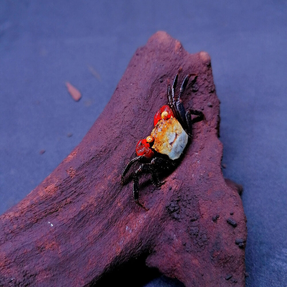Geosesarma dennerle - Crabe vampire violet