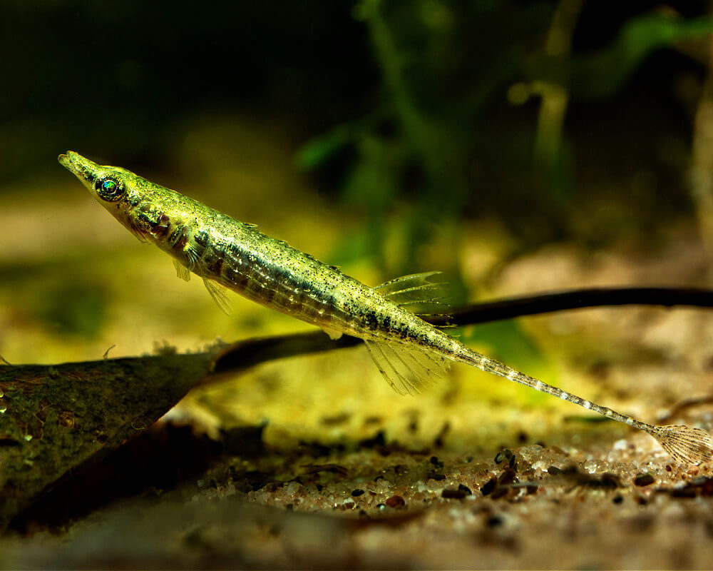 Doryichthys martensii - syngnathe d'eau douce