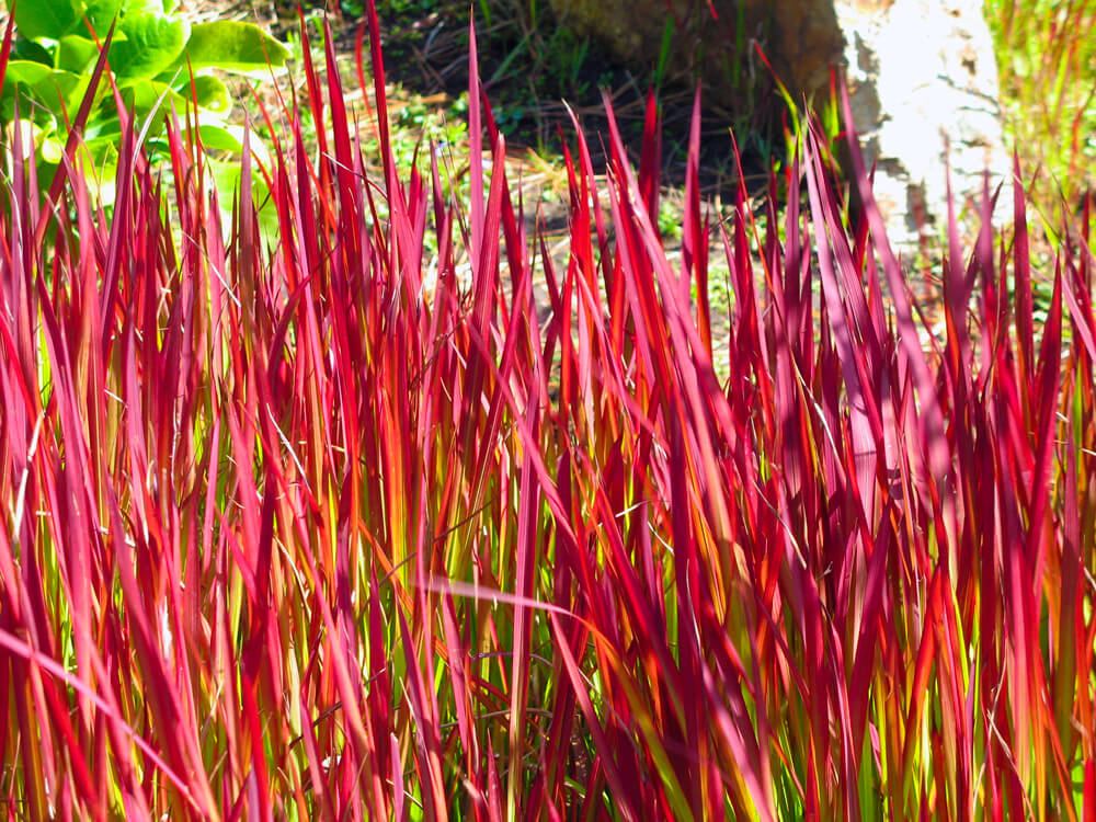 Imperata Red Baron - Herbe à sang japonaise POT DE 9cm