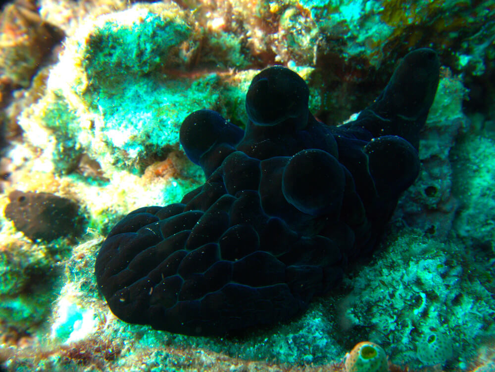 Coriocella nigra - Escargot mangeur d'algues