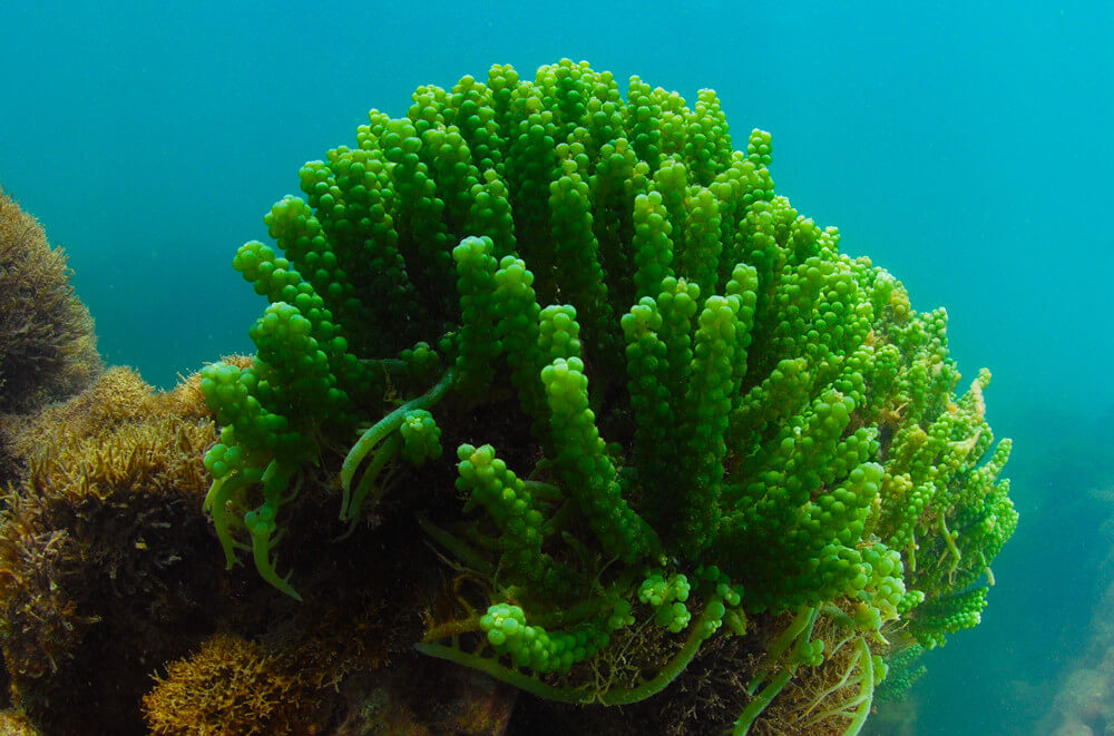 Caulerpa racemosa - Caulerpe raisin