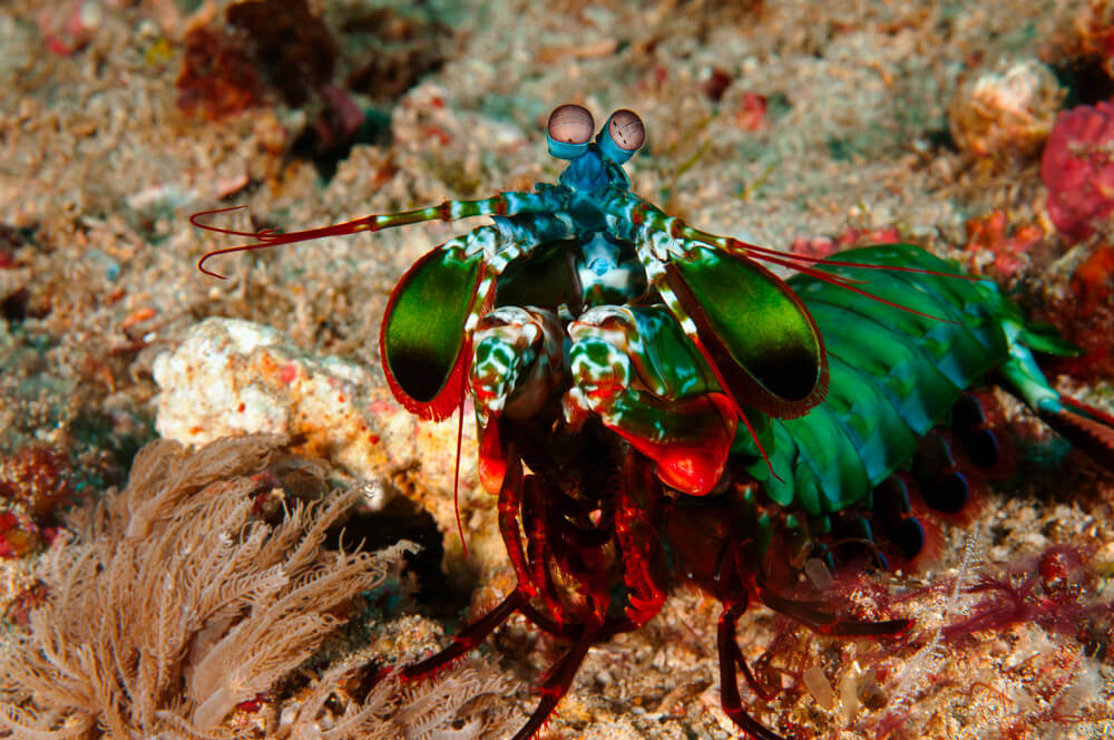 Une squille en aquarium : une super idée!