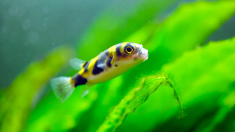 Colomesus asellus