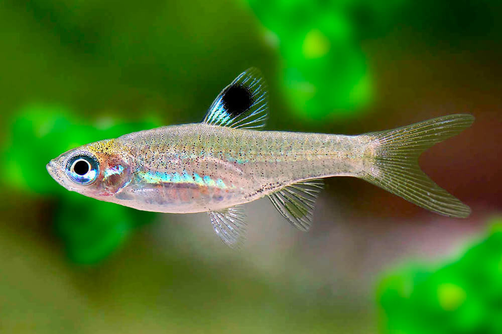 Rasbora dorsiocellata