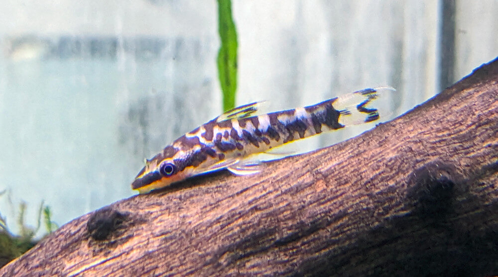 Otocinclus cocama