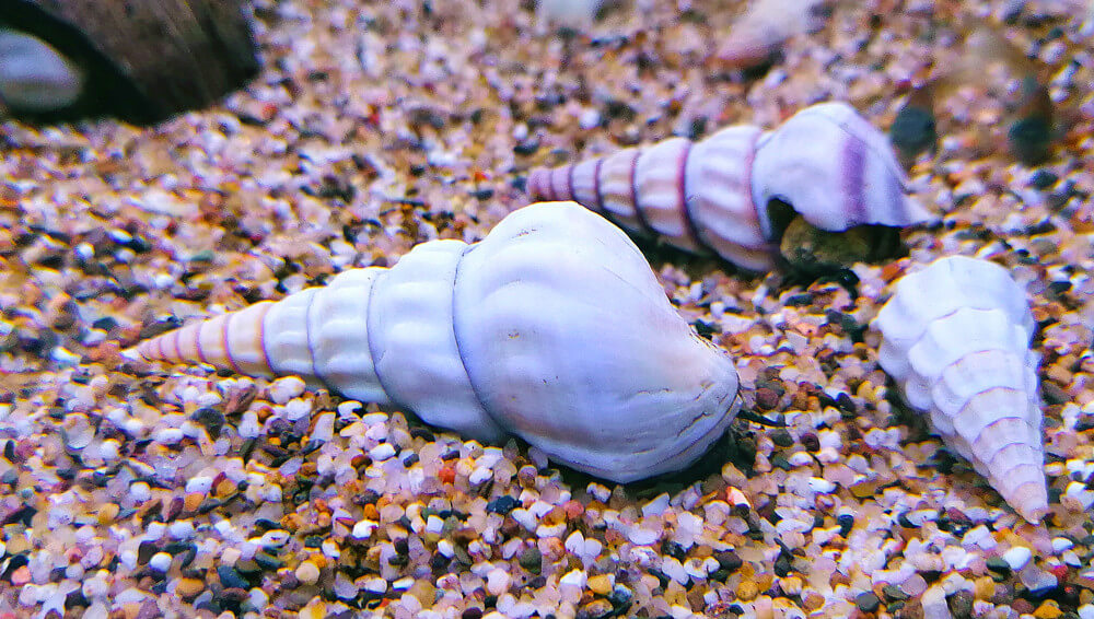 escargot détritivore brotia Hercules, l'allié de votre aquarium