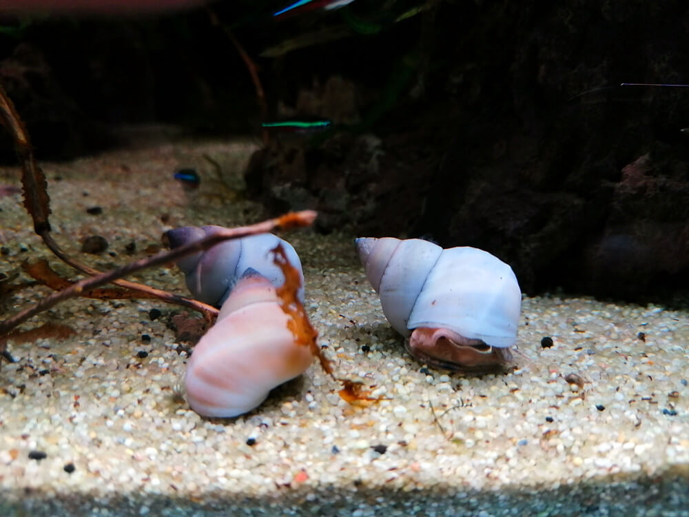 Escargot detritivore pour aquarium