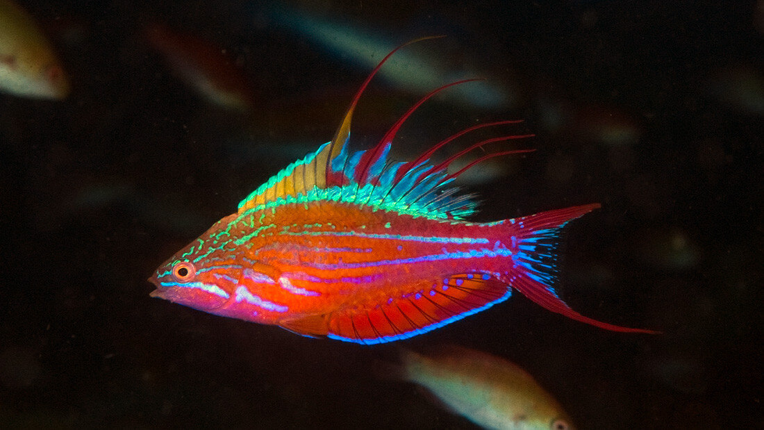 Paracheilinus filamentosus - poisson-arc-en-ciel à filaments