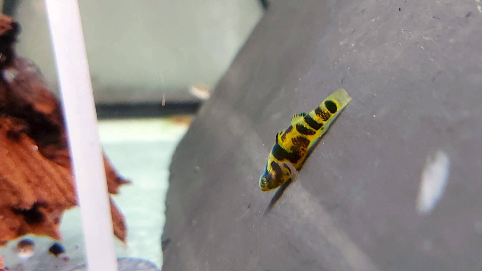 Brachygobius sp ocelot - Gobie abeille royal M