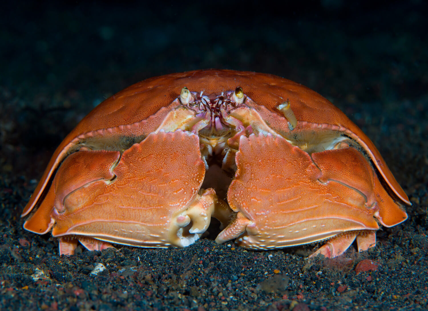 Calappa calappa spp - Crabe