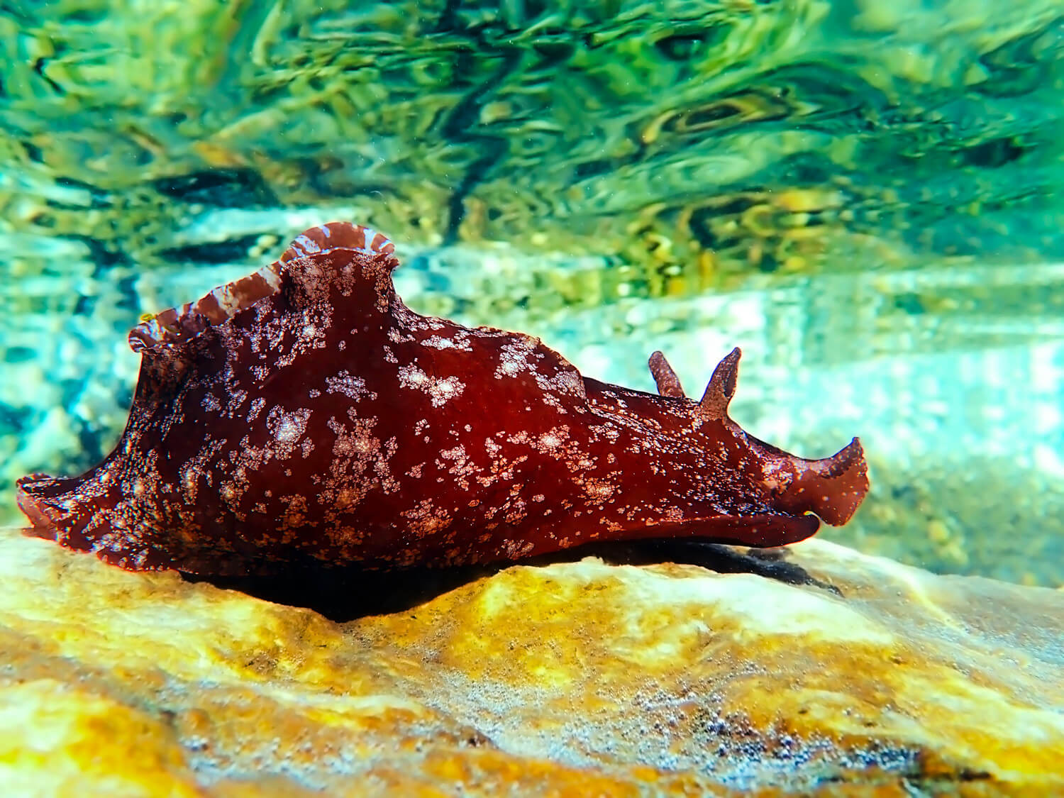 Dolabrifera dolabrifera -Doladola - Lièvre de mer