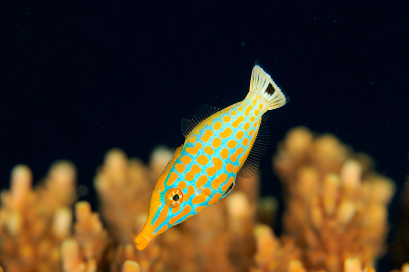 Oxymonacanthus longirostris - poisson-lime à tâches orange