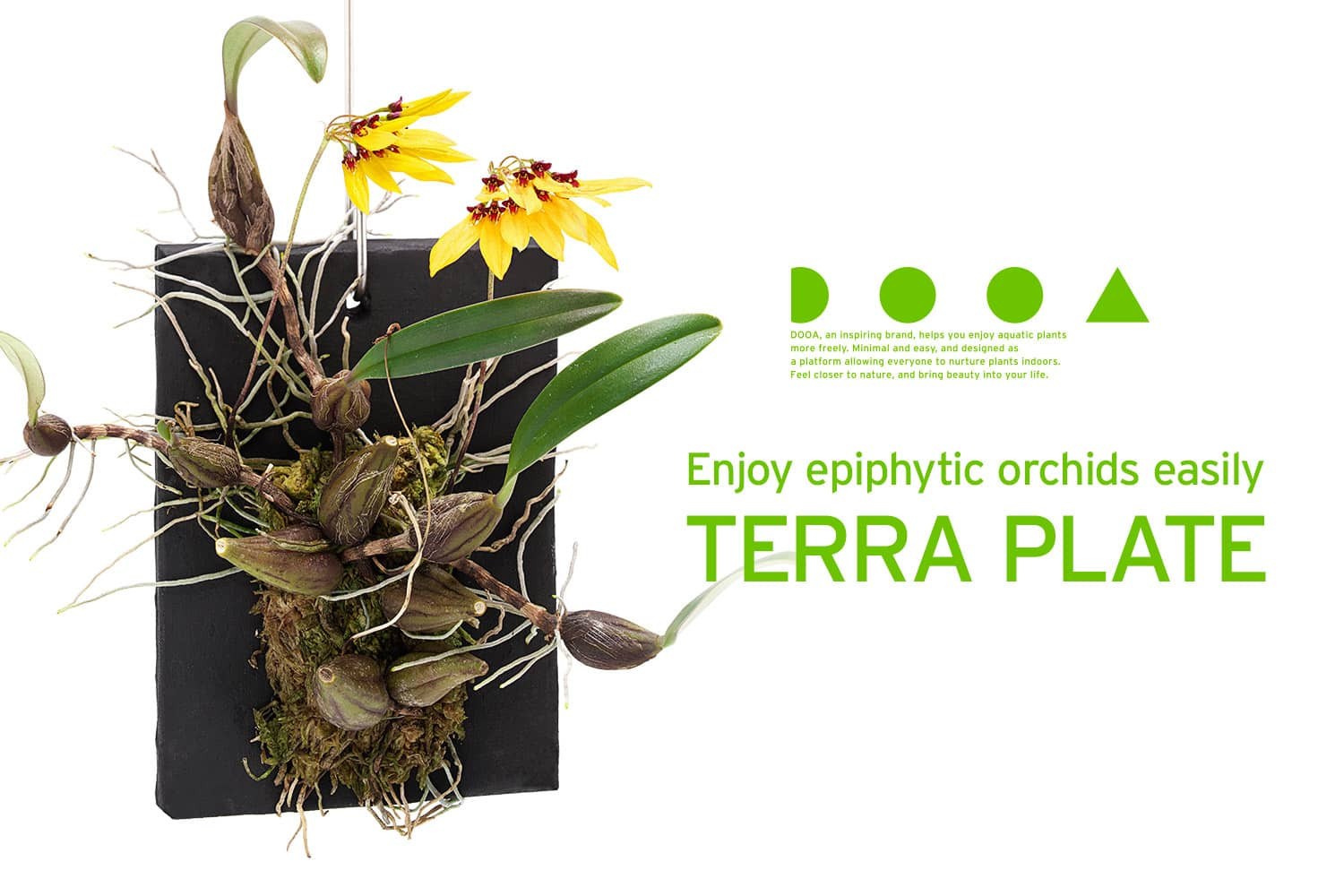 DOOA Terra Plate