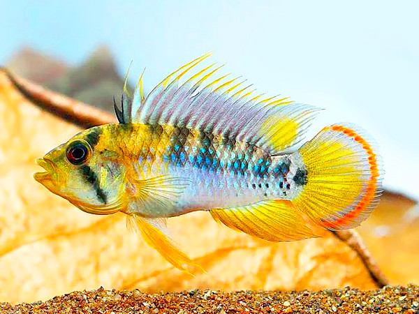 Apistogramma baenschi INCA