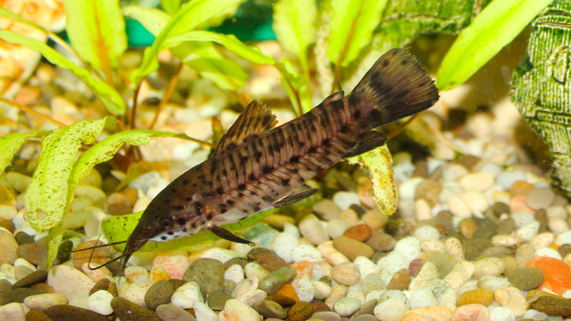 hoplosternum thoracatum - poisson-chat cuirassé
