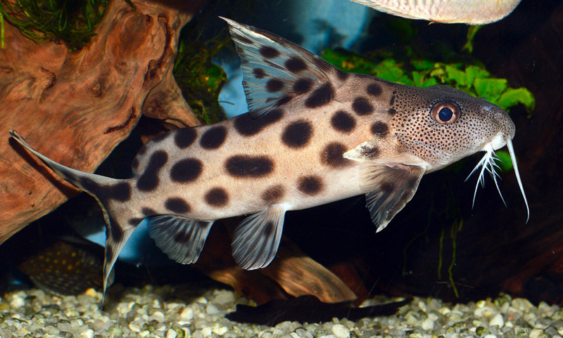 Synodontis Ocellifer - poisson-chat à yeux rouges