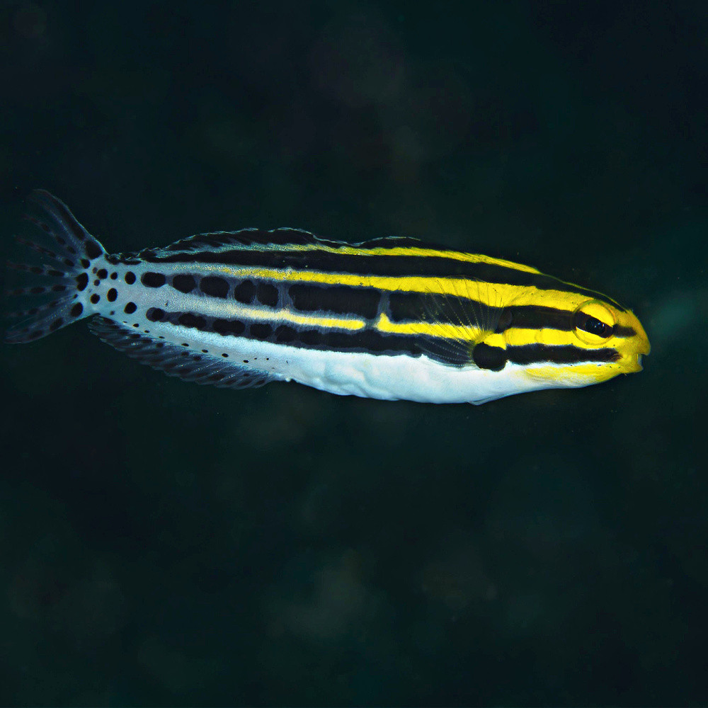 Meiacanthus grammistes - Blennie rayée blenny poison-fang