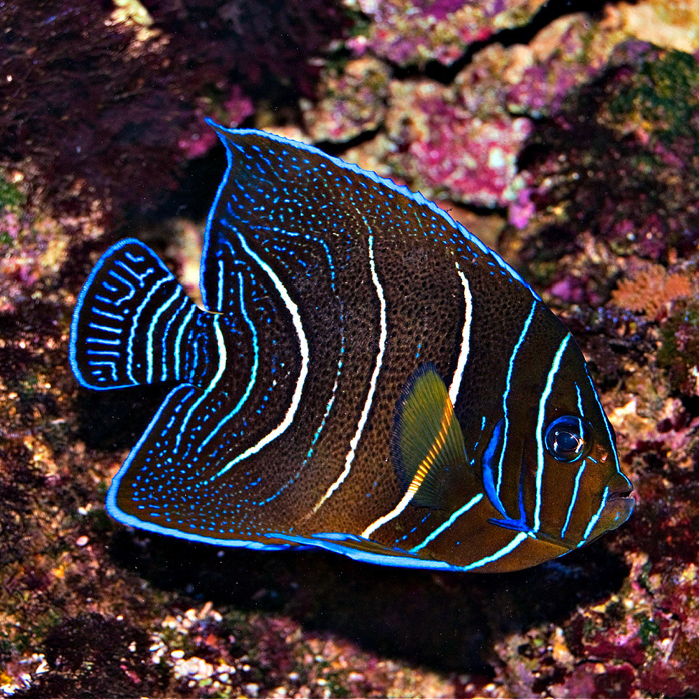 Pomacanthus imperator - Poisson-ange empereur Juvénile