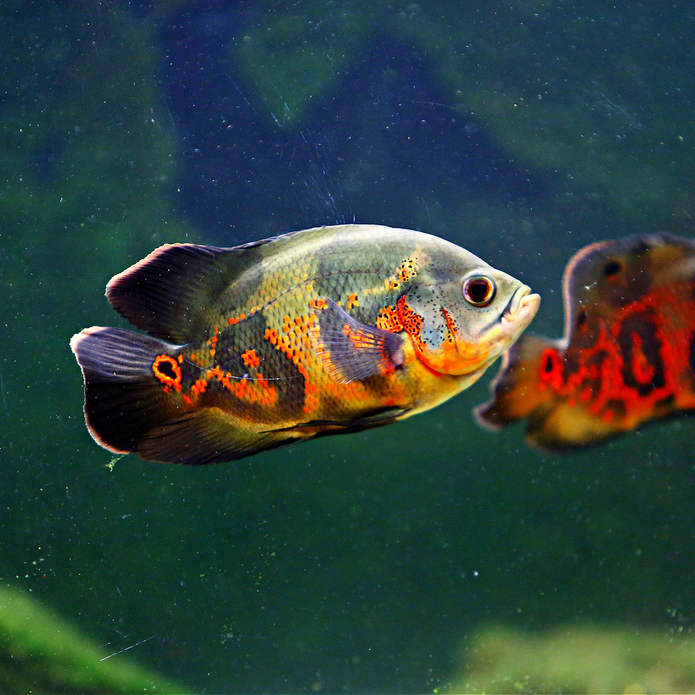 Astronotus ocellatus black