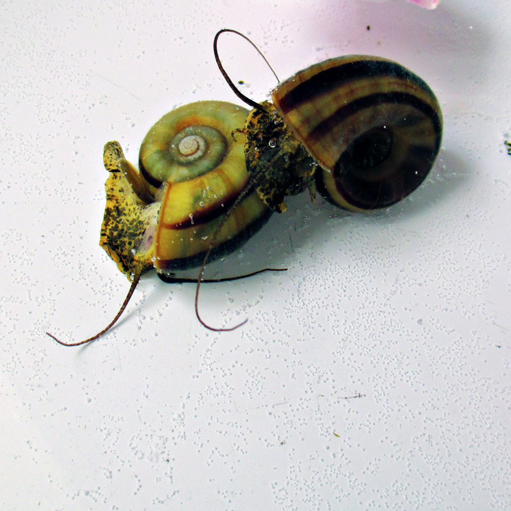 escargot planorbe red