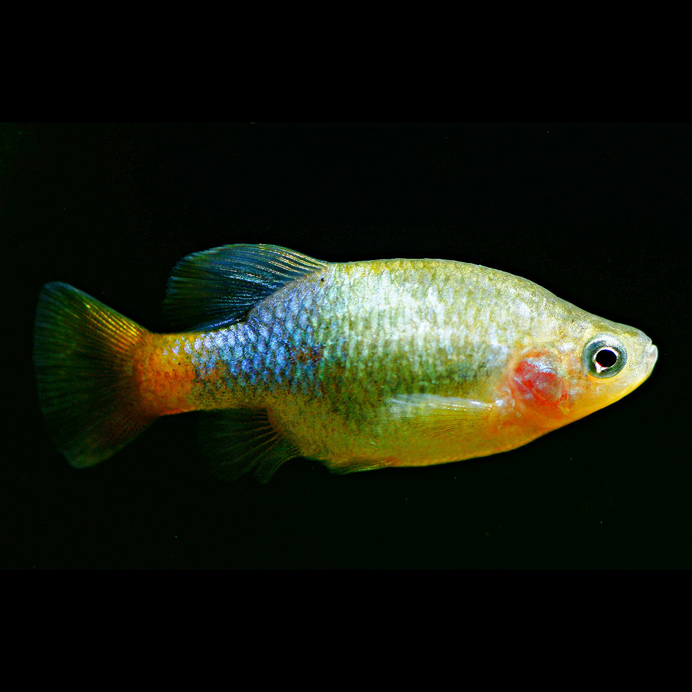 Xiphophorus maculatus platy