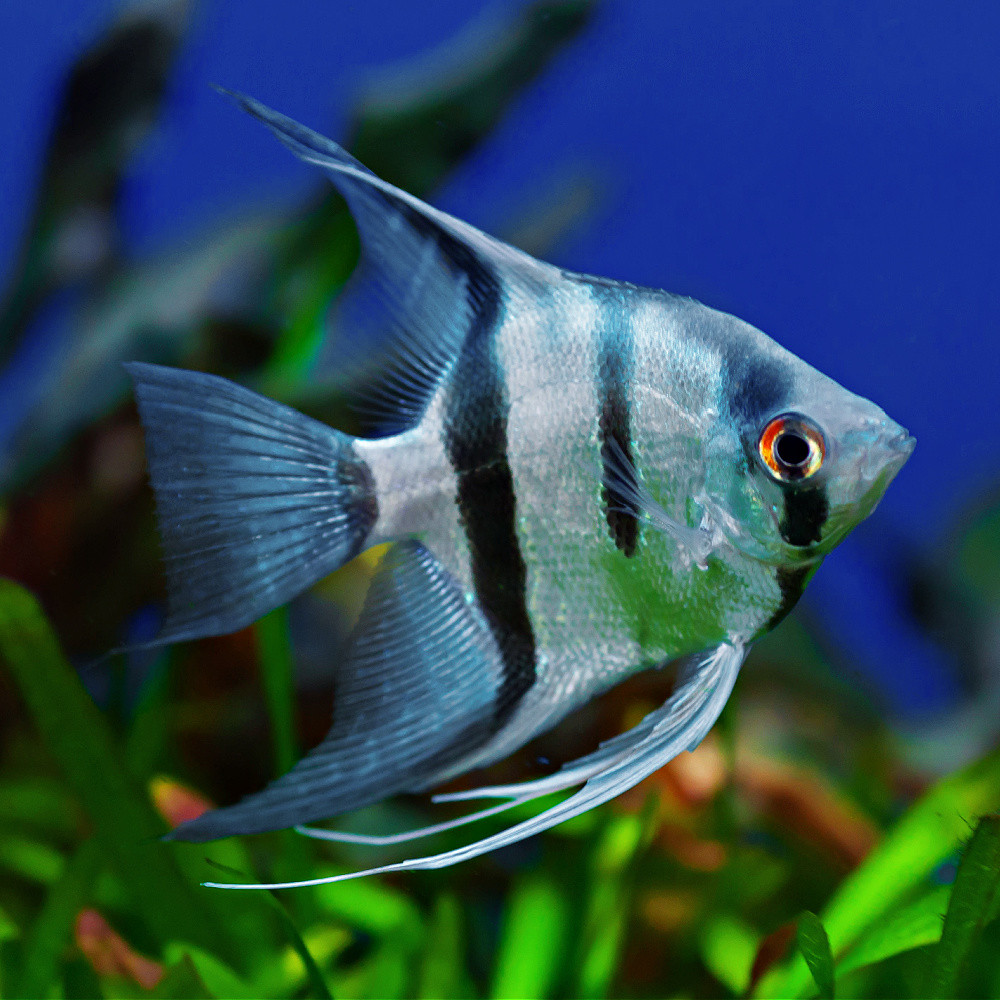 pterophyllum altum