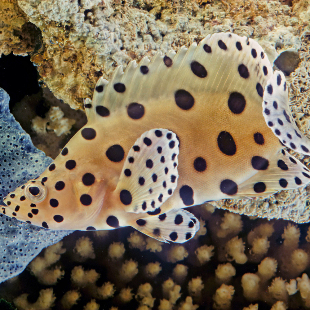 Calloplesiops altivelis - Poisson-comète à grandes nageoires