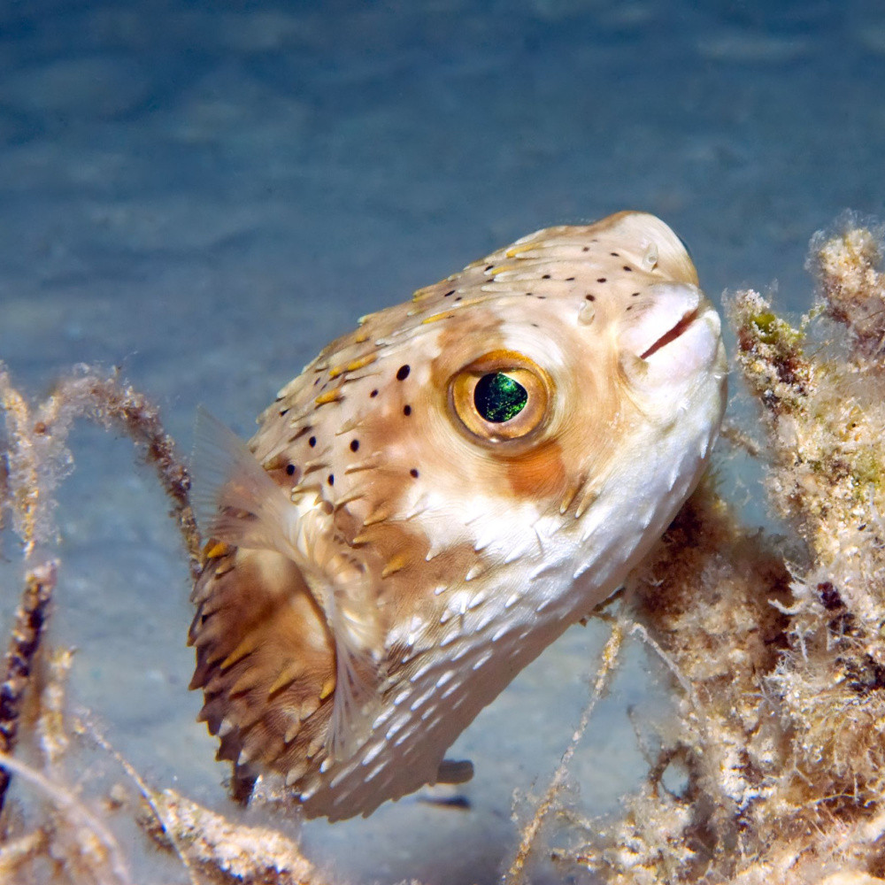 Ostracion meleagris - poisson-coffre pintade