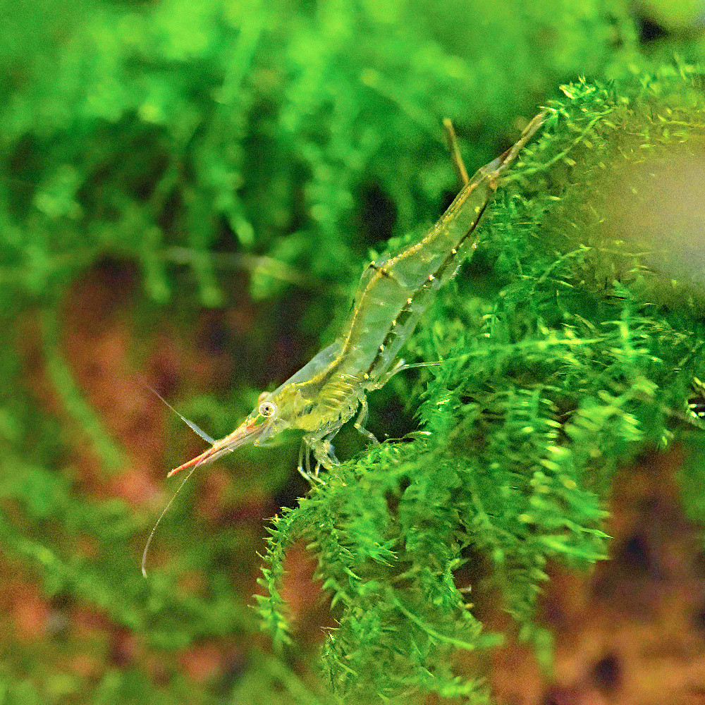 caridina multidentata, amano shrimp, caridina japonica anti algues aquarium