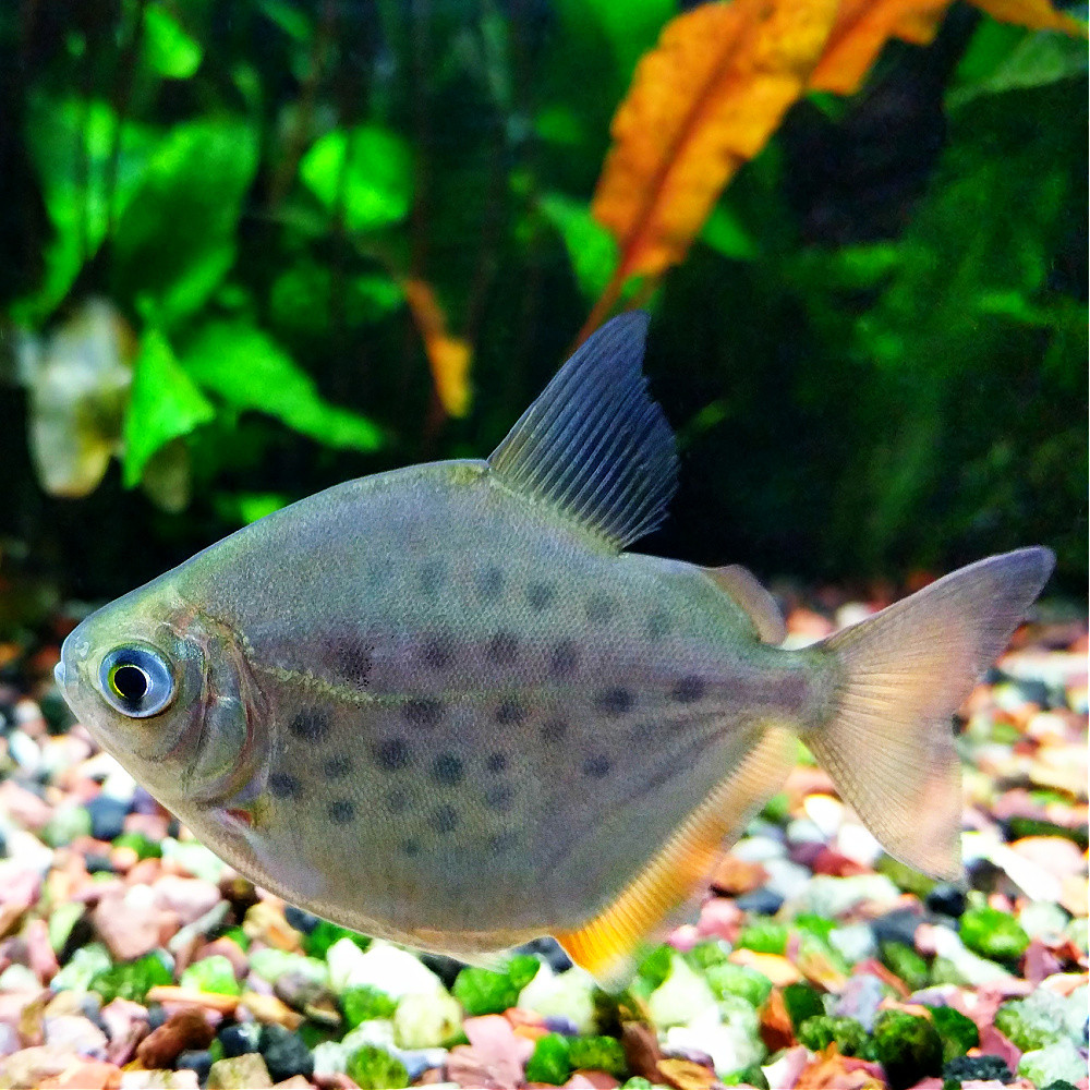 Piaractus brachypomus albinos pacu albinos