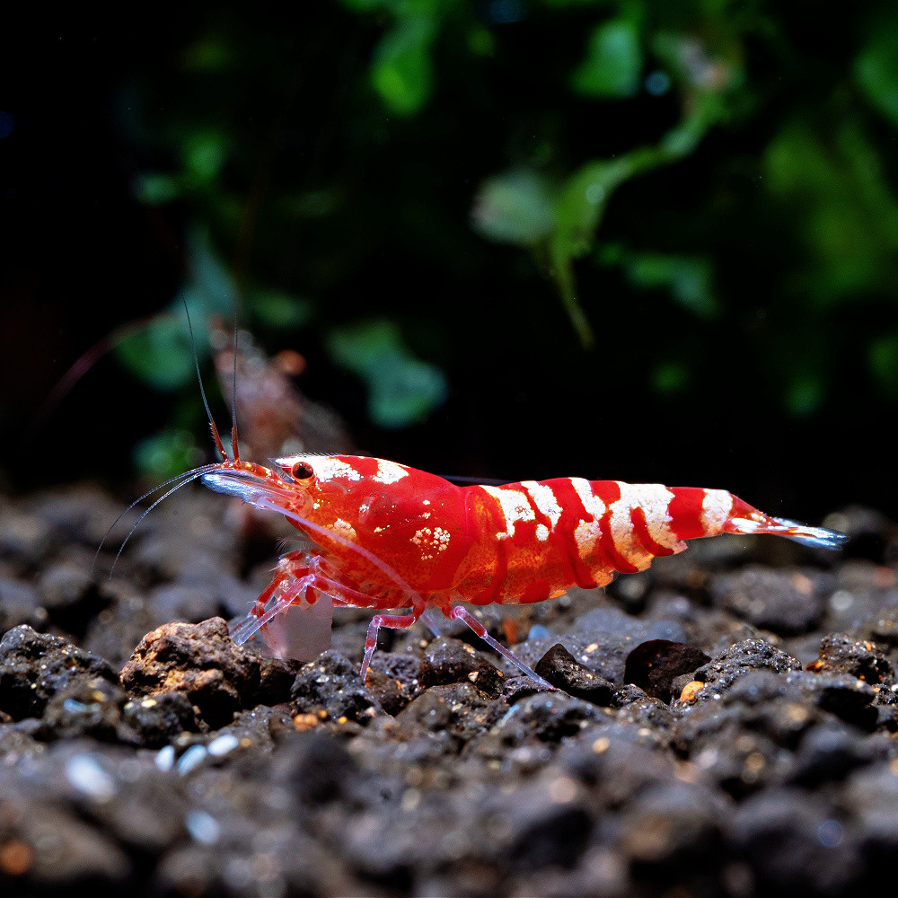 caridina red crystal