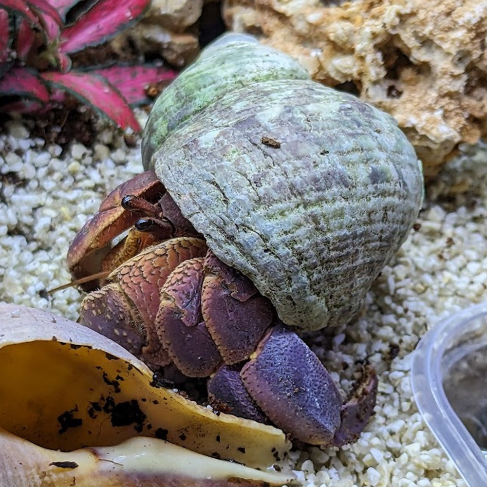 Coenobita clypeatus - Bernard l'hermite terrestre