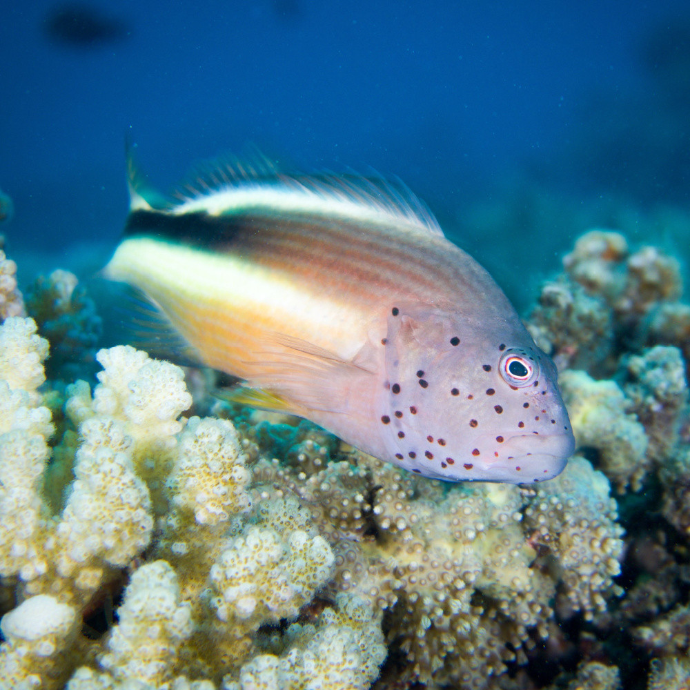 Oxycirrhites typus - Poisson-faucon à long nez