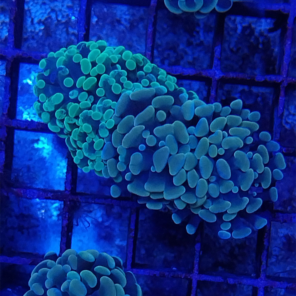 Euphyllia paraancora green