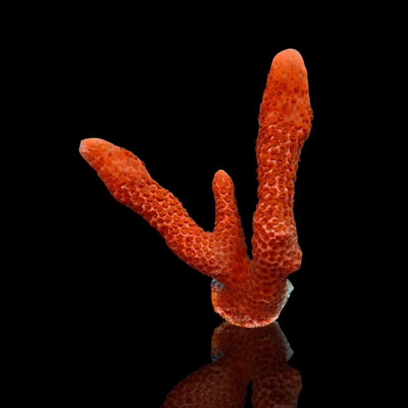 Montipora digitata Red Frag S