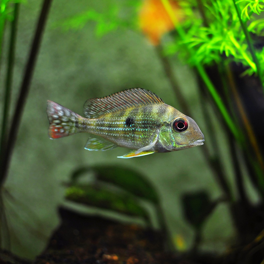 Geophagus sveni