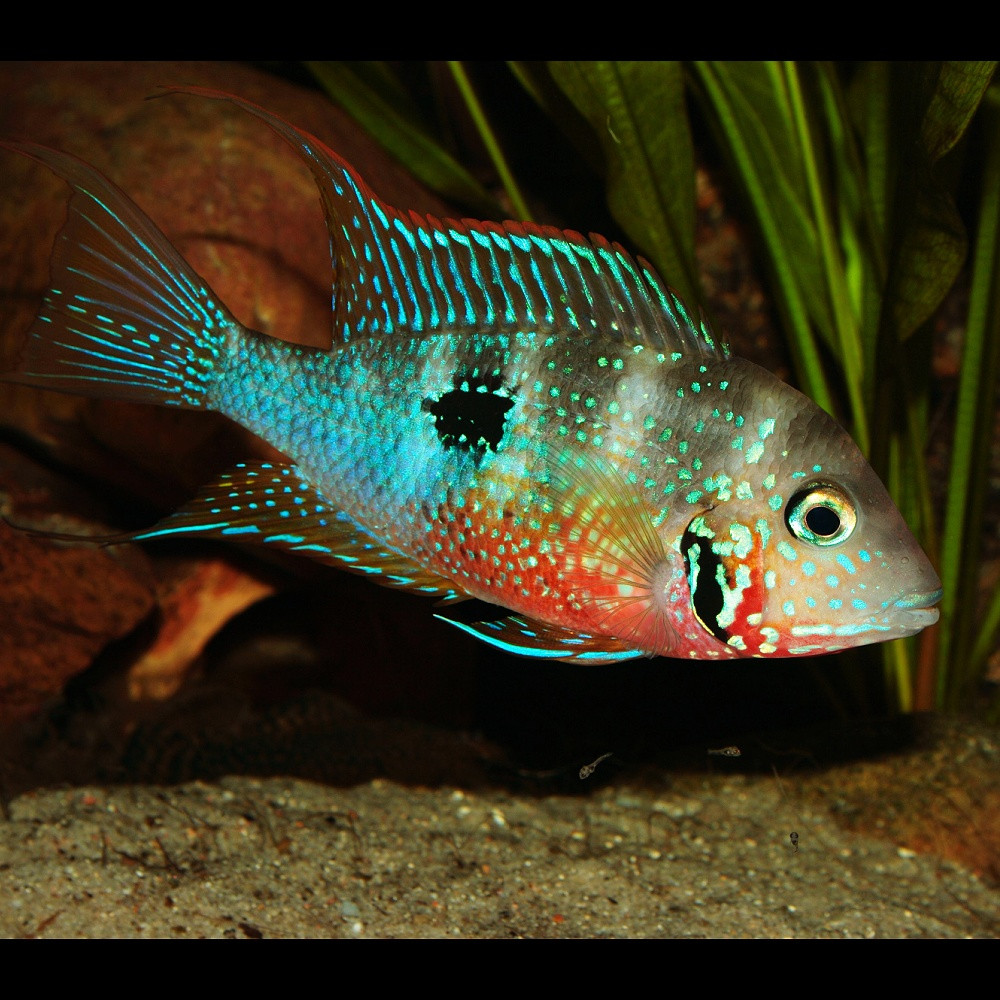 Thorichthys meeki cichlidé à gorge de feu cichlasoma meeki