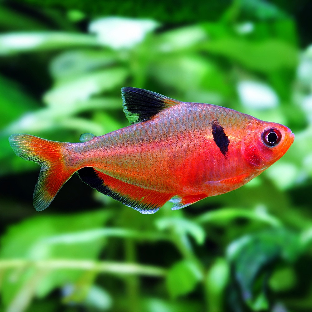 Hyphessobrycon eques hyphessobrycon serpae tetra joyau tetra sang