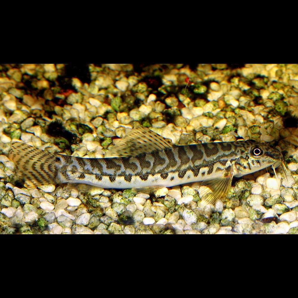 Schistura balteata - loche sumo