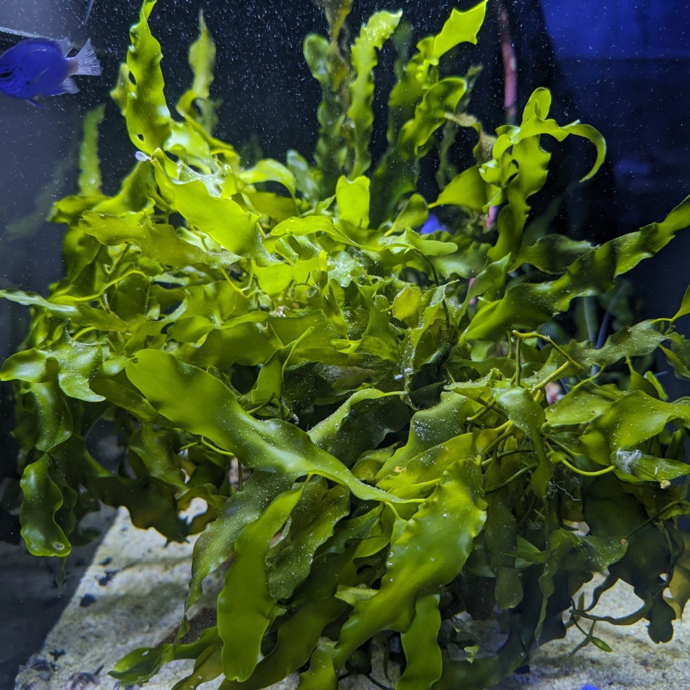 Caulerpa prolifera