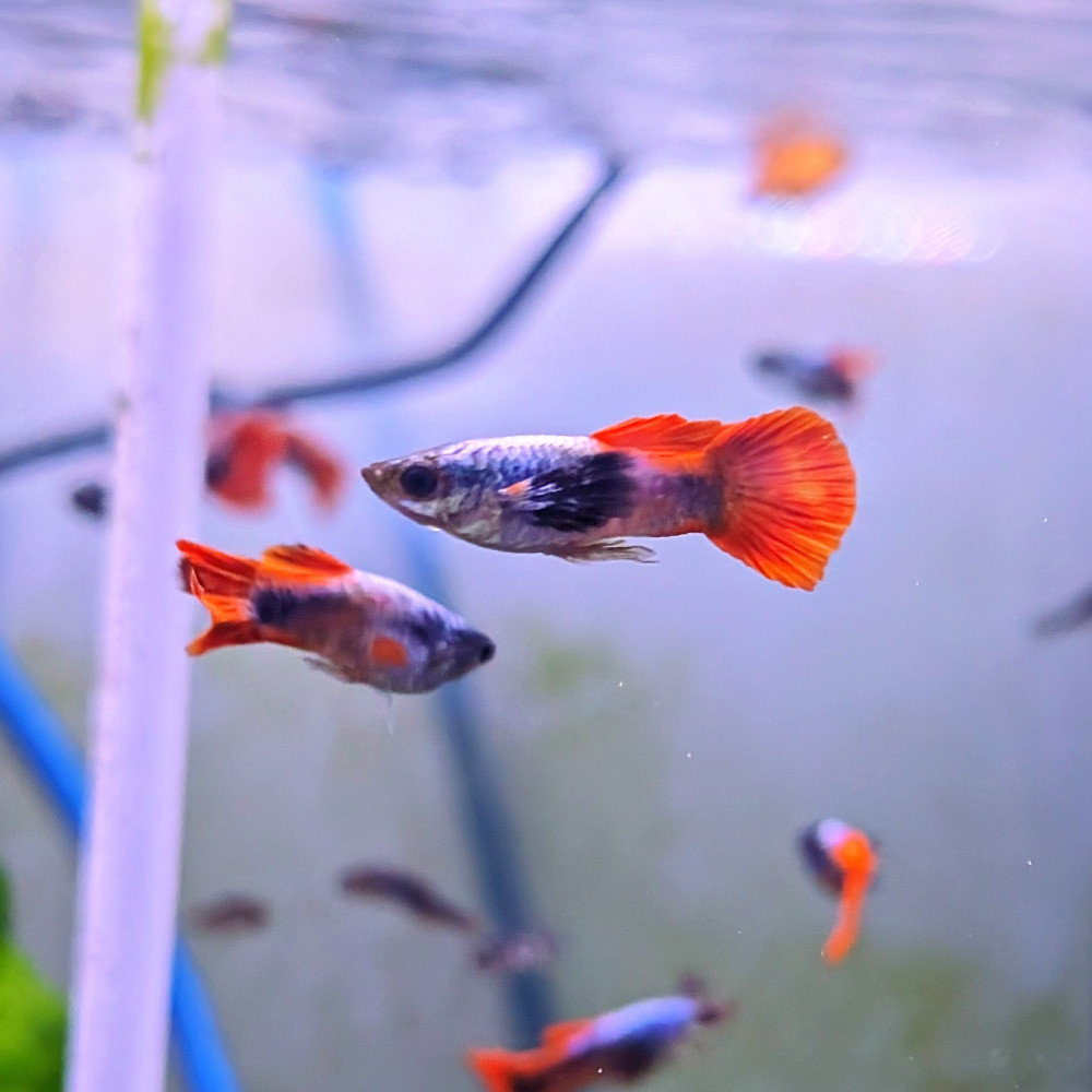 Poecilia reticulata guppy mâle