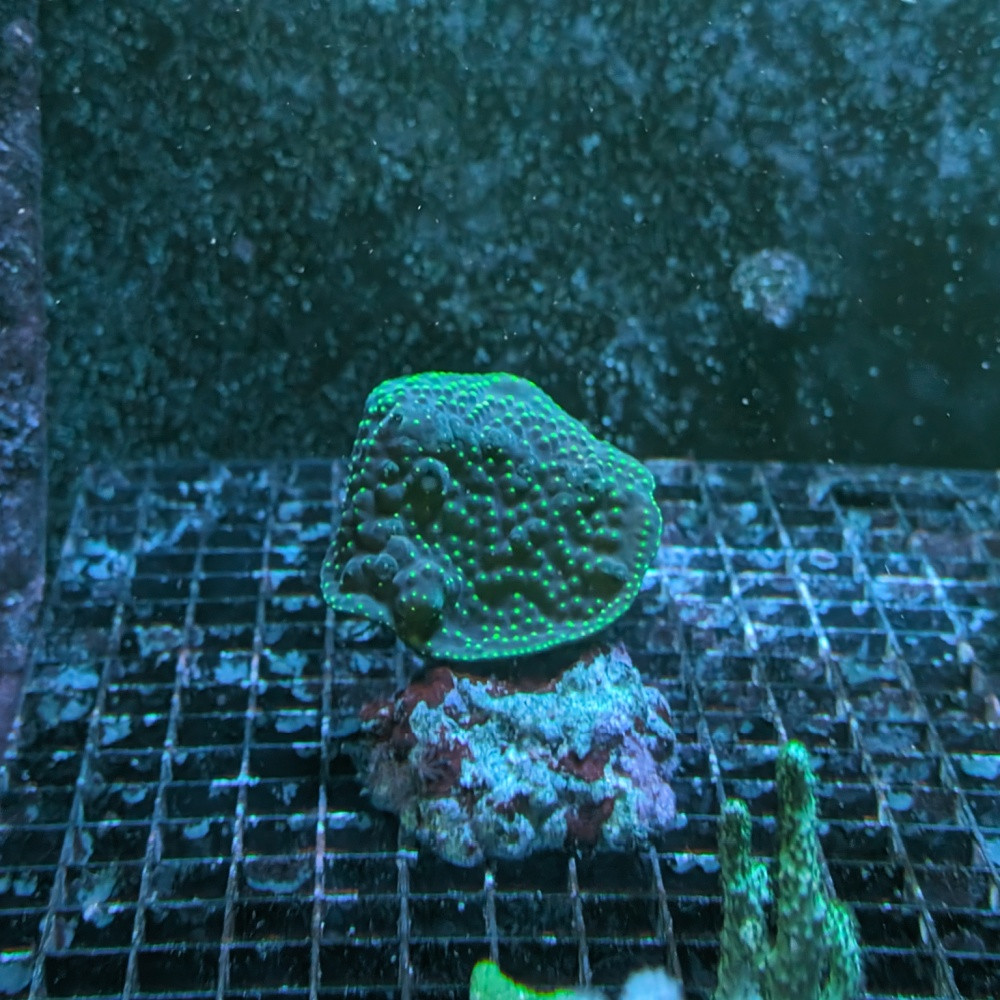 Turbinaria sp. yellow/green polyps