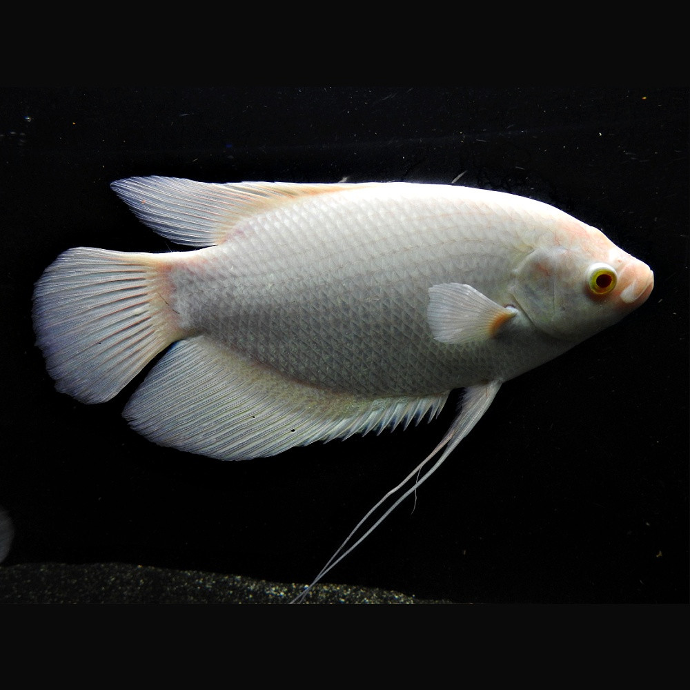 Gourami Cosby