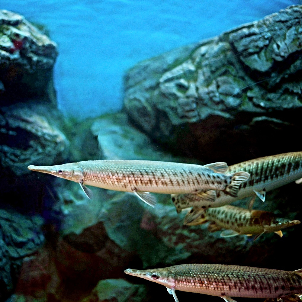 Xenentodon cancila -poisson-à-lame