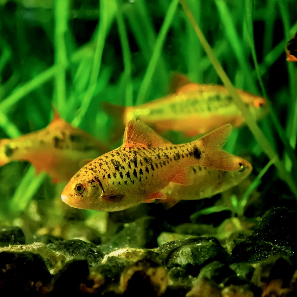 Barbodes semifasciolatus - Barbus de Schubert