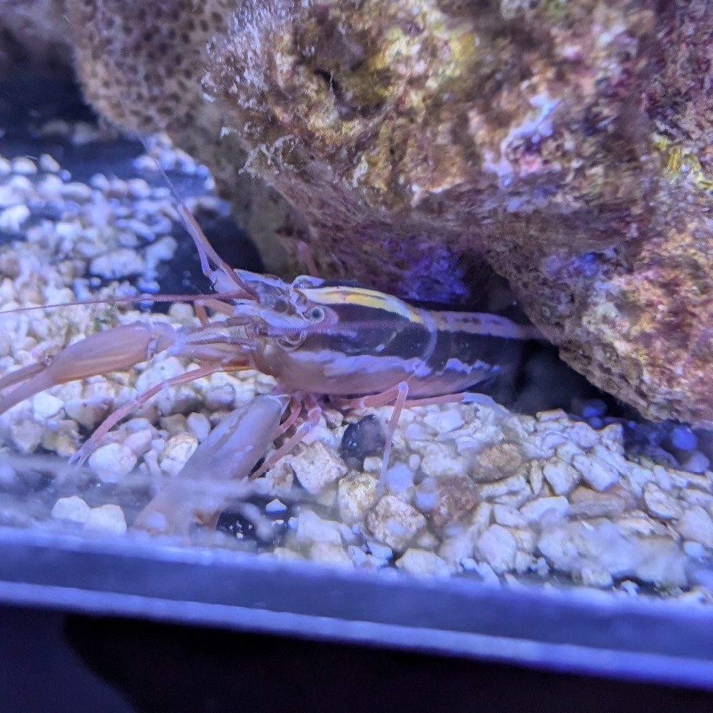 Alpheus sp.